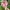 Hello Kitty Cat Dolls With Artificial Flowers Creative Bouquet  Valentine  Gifts