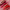 Long Lasting Velvet Matte Lip 6 Colors Gloss Waterproof