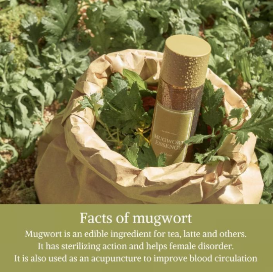 I'm from Mugwort Essence