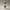 Aromatica Rosemary Scalp Scaling Shampoo